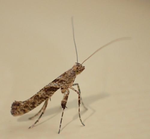 Réf. 268 420 : Caloptilia cuculipennella